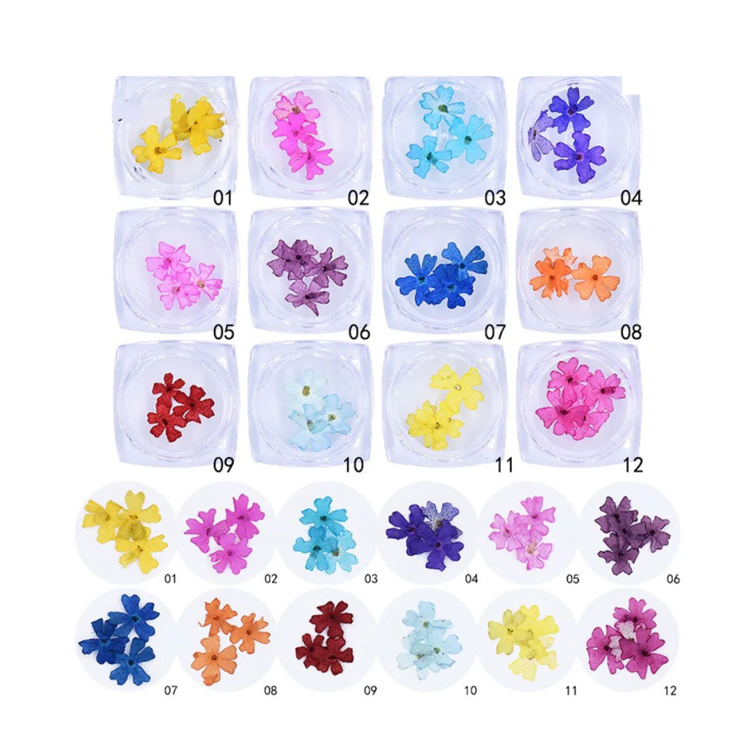 Natural Multicolor Flowers